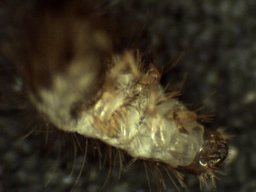 Anthrenus sp.